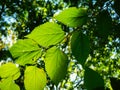 The green leaves of the walnut backlit Royalty Free Stock Photo