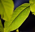 Green leaves of walnut tree on sunrise