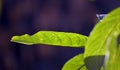 Green leaves of walnut tree on sunrise