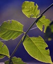 Green leaves of walnut tree on sunrise