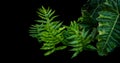 Green leaves of wart or maile-scented fern and alocacia elephan