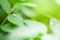 Green leaves, water drop on green leaves. Royalty Free Stock Photo