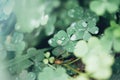 Green leaves, water drop on green leaves. Royalty Free Stock Photo