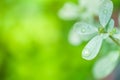 Green leaves, water drop on green leaves. Royalty Free Stock Photo