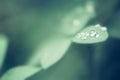Green leaves, water drop on green leaves. Royalty Free Stock Photo