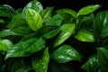 green leaves with water droplets on black background Royalty Free Stock Photo