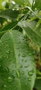 green leaves, water droplets from rain Royalty Free Stock Photo