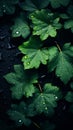 green leaves with water droplets on them on a black background Royalty Free Stock Photo