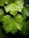 green leaves with water droplets on them on a black background Royalty Free Stock Photo