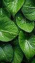 Green leaves with water drops, close-up. Nature background.pattern tropical Royalty Free Stock Photo