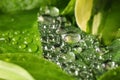 Green leaves with water drops, closeup view Royalty Free Stock Photo