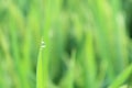 Green leaves with water drops. Green grass pattern texture background.