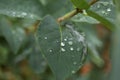 Green leaves with water drops. Macro dew drop leaf on blur background. Royalty Free Stock Photo