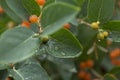 Green leaves with water drops. Macro dew drop leaf on blur background. Royalty Free Stock Photo