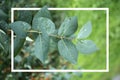 Green leaves with water drops. Macro dew drop leaf on blur background. Royalty Free Stock Photo