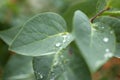 Green leaves with water drops. Macro dew drop leaf on blur background. Royalty Free Stock Photo