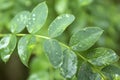 Green leaves with water drops. Macro dew drop leaf on blur background. Royalty Free Stock Photo