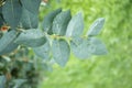 Green leaves with water drops. Macro dew drop leaf on blur background. Royalty Free Stock Photo