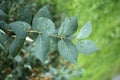 Green leaves with water drops. Macro dew drop leaf on blur background. Royalty Free Stock Photo