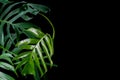 Green leaves with water drops of Monstera plant growing in wild, the tropical forest plant, evergreen vine on black background. Royalty Free Stock Photo