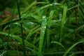 Green leaves with water drops