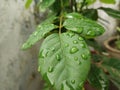 Green leaves water drops plants Royalty Free Stock Photo