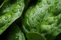 Green Leaves With Water Drops, Refreshing and Natural Detail of Natures Beauty, Close-up of water droplets on organic leafy green Royalty Free Stock Photo