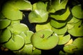 Green leaves of water lily and frog Royalty Free Stock Photo