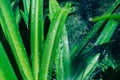 Green leaves with water splashes. Beautiful leafy texture in nature. Macro filming of natural background Royalty Free Stock Photo