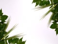 Green leaves and wheat heads on white copy space background Royalty Free Stock Photo