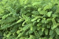 Green leaves of white acacia in the form of a green hedge Royalty Free Stock Photo