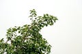 Green leaves on a white background,Bodhi or Peepal Leaf from the Bodhi tree, Sacred Tree for Hindus and Buddhist Royalty Free Stock Photo