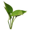 Green leaves with white background