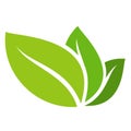 Green leaves on white background logo