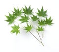 Green leaves on a white background