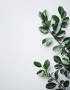 Green Leaves on a White Background