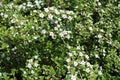 Green leaves and white flowers of Cotoneaster horizontalis Royalty Free Stock Photo