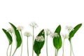 Green leaves and white flowers of ramson ( Allium tricoccum, ramp, ramps, ramson, wild leek, wood leek, wild garlic ) Royalty Free Stock Photo