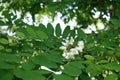 Green leaves and white flowers of Robinia pseudoacacia in May