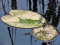 Green leaves of a white lily on a background of dark water Royalty Free Stock Photo