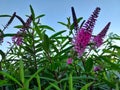 Green leaves with white and pink purple flowers Royalty Free Stock Photo