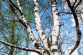 Green leaves and white trunks of old birch tree Royalty Free Stock Photo