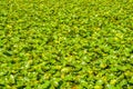 Green leaves of white water lily on a lake water surface Royalty Free Stock Photo