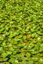 Green leaves of white water lily on a lake water surface Royalty Free Stock Photo