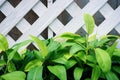 Green leaves on white wooden lath