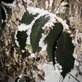 Green leaves of wild blackberry Royalty Free Stock Photo