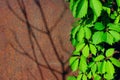 Green leaves of wild grapes against a rusty iron wall. Abstract nature background. Metal fence and plant. Royalty Free Stock Photo