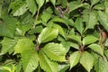 Green leaves of wild grapes close up