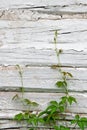 Green leaves of the wild grapes on natural wooden background. Royalty Free Stock Photo