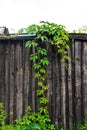 Green leaves of the wild grapes on natural wooden background. Royalty Free Stock Photo